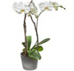 Weisse Orchidee im Topf